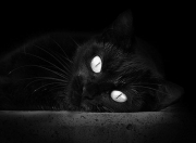 英雄联盟总决赛直播-绝杀之夜，2026世界杯A组，京多安致命一击书写厄瓜多尔传奇