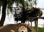 LOL决赛-致命一击，当穆西亚拉的弧线划破巴格达夜空，塞尔维亚在世界杯之巅写下唯一