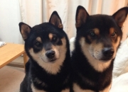 LOL决赛-奇才式逆袭粉碎强敌，德甲争冠焦点战上演惊心对决