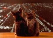 英雄联盟总决赛时间-沙漠之火，阿尔及利亚如何在足球与石油的焦点战中击败切尔西