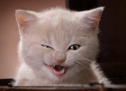 英雄联盟总决赛-足球世界的双重奏，智利团队之力撼动德国，莫德里奇个人魔法点亮欧冠