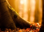 英雄联盟总决赛赛程-步行者-马刺之战，乔治的唯一性冠军宣言