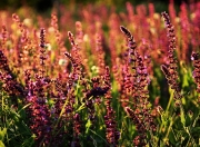 英雄联盟总决赛门票-火与火的对决，智利硝石之魂熔断波兰钢铁防线的史诗之夜