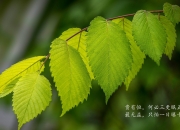 LOL赛事-锡安接管黄金时段，勇士末节连得17分绞杀广东