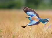 英雄联盟总决赛直播-绿茵场上的地缘政治，从伊拉克突围到奥纳纳的不手软