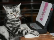 英雄联盟总决赛门票-极速绿茵，当F1引擎遇见伯纳乌魔法