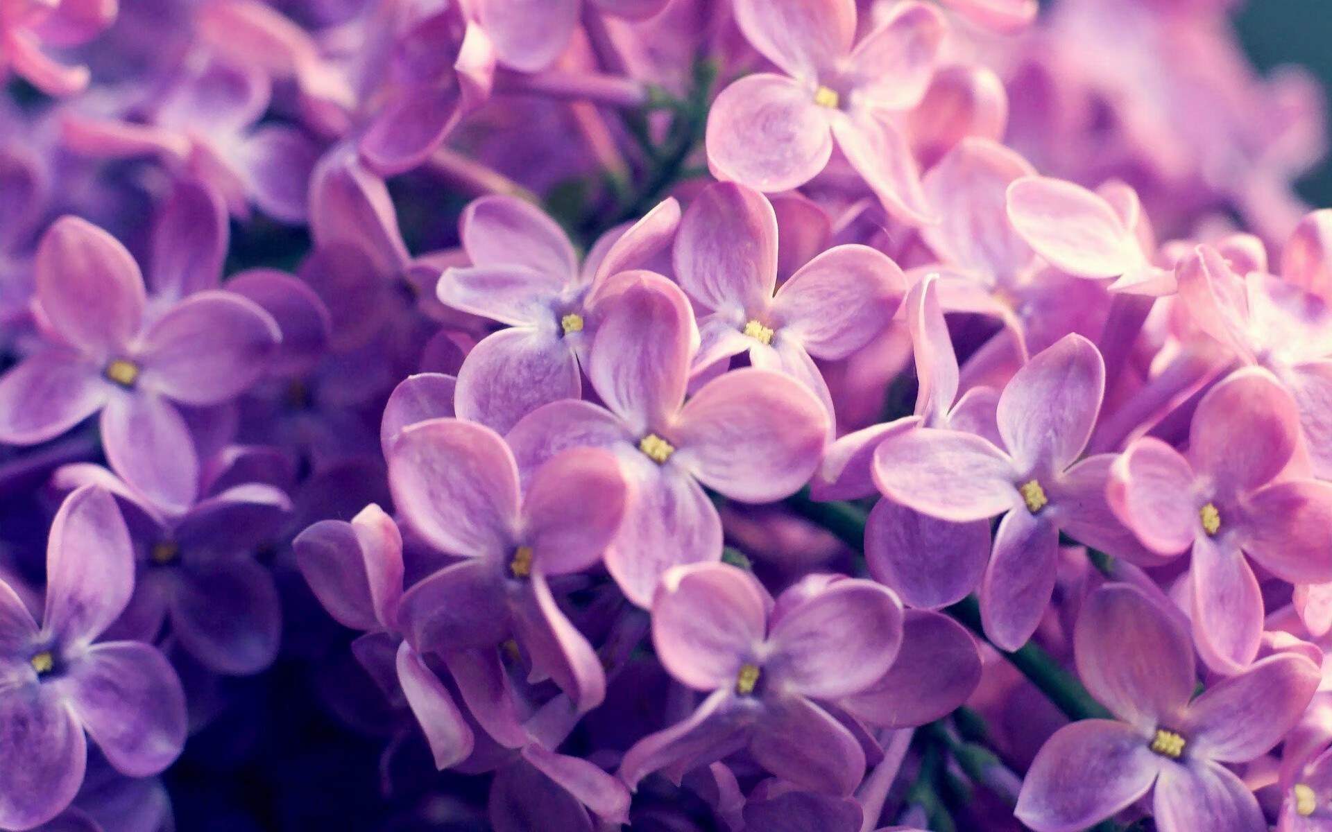 当雷霆战术降临英超，戈贝尔如何用无限换防接管冠军争夺战