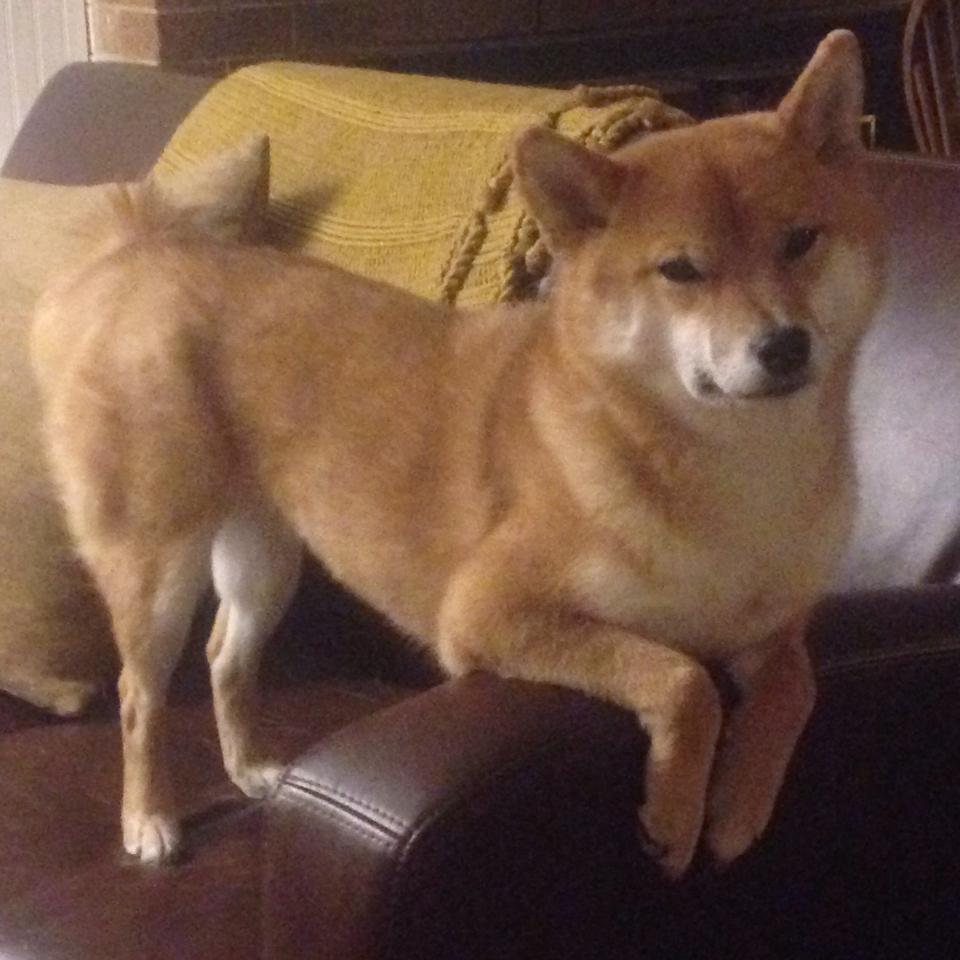 当末节如针缝合胜利，死神镰刀在西决的穹顶刻下唯一