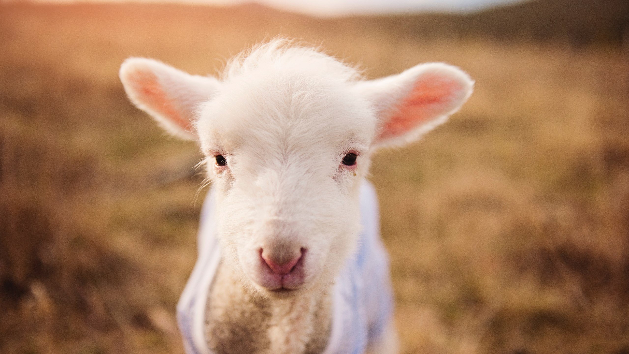 被驯服的玫瑰,哈登节奏魔术下,猛龙锁链终结开拓者利刃