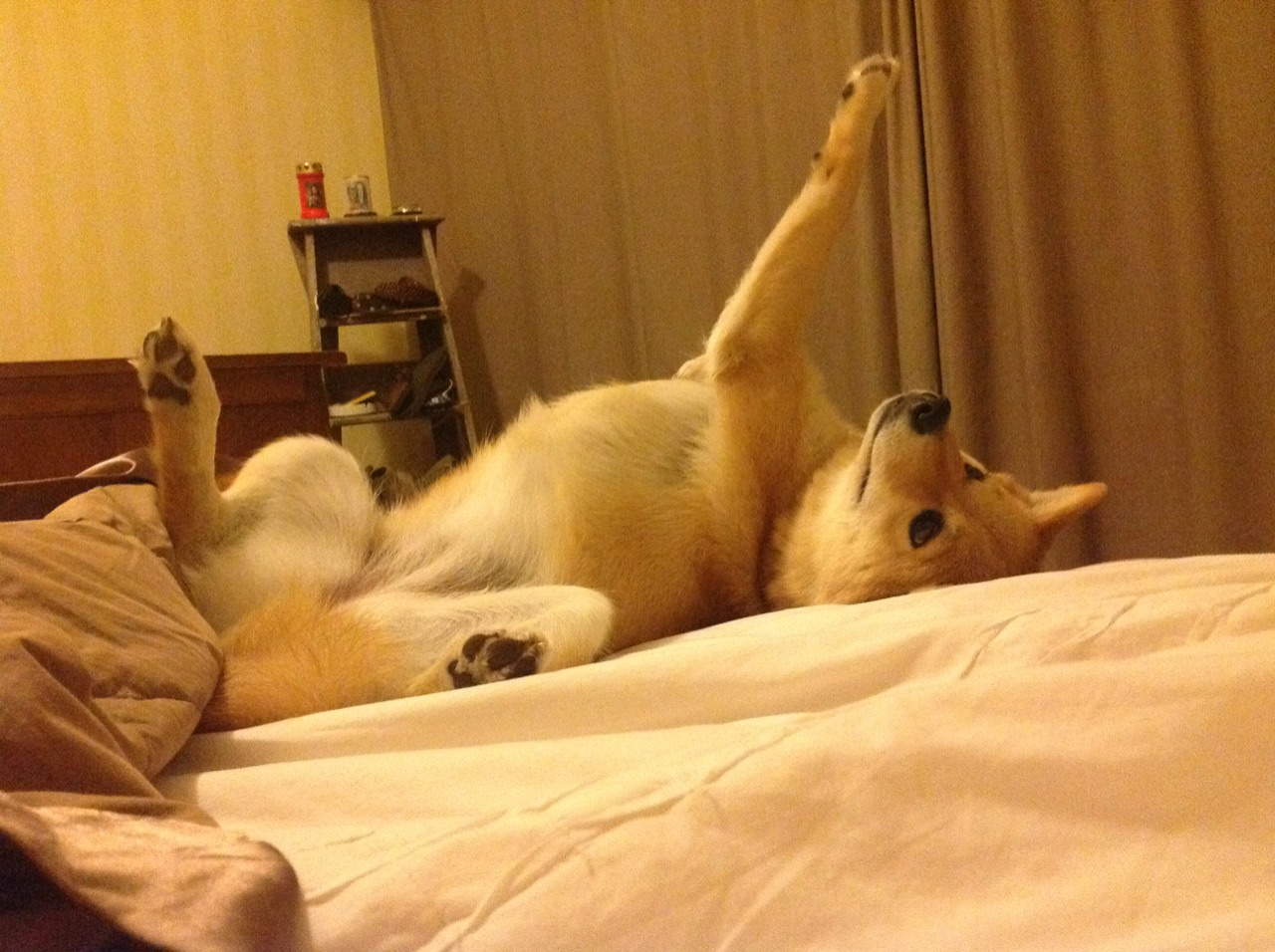 攻防转换的引擎,拉梅洛如何驱动凯尔特人力克雷霆