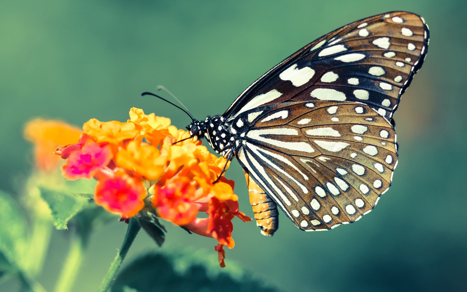 奥运前夜,沉默的刀锋终于亮出