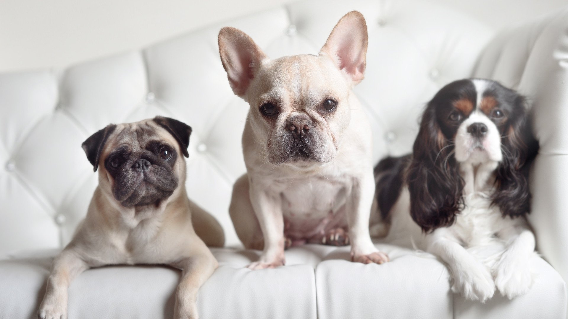 卡塔尔巅峰对决，奥纳纳攻防两端统治，喀麦隆力擒塞内加尔