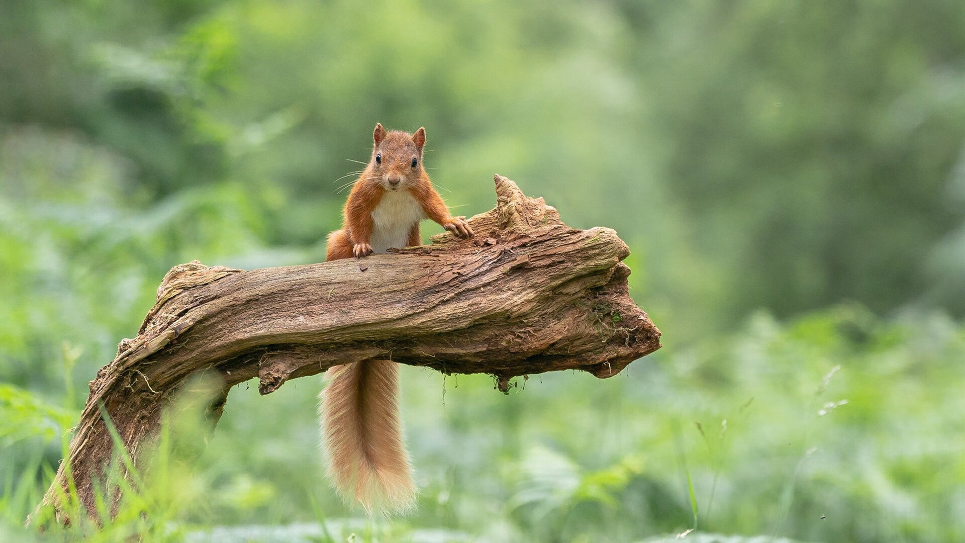 跨联赛焦点战,北京队连续得分狂潮,全面压制猛龙队彰显战术威力