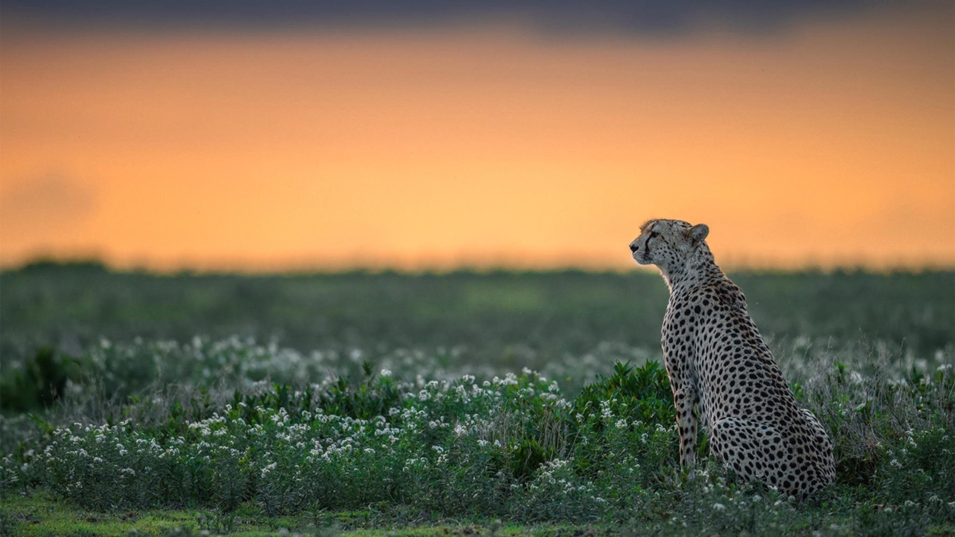 曼城力克乌克兰,迪巴拉舞台越大越强的跨越征服