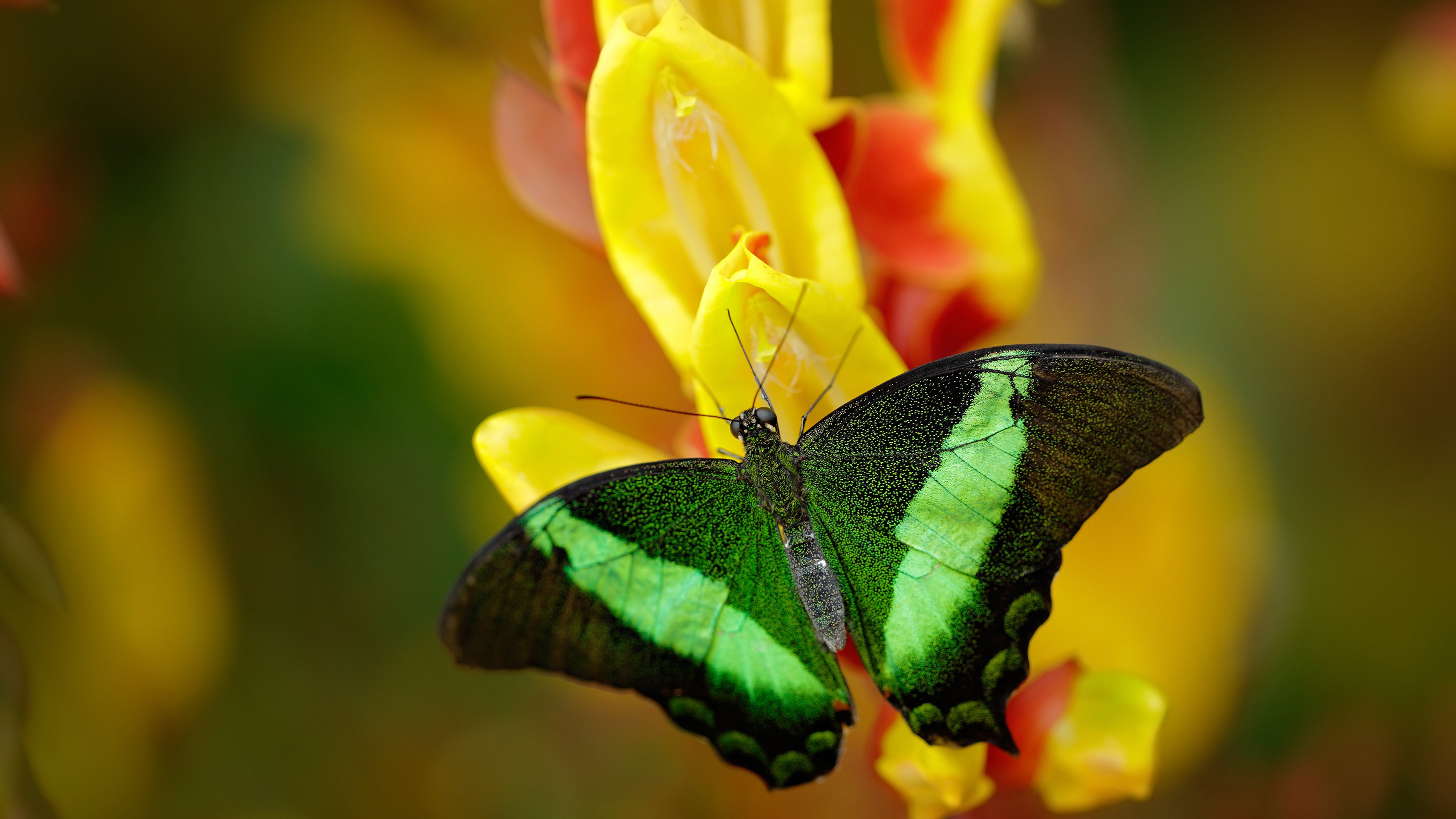 跨洲对决,乌拉圭与摩纳哥的绿茵博弈,本泽马关键战再度封神