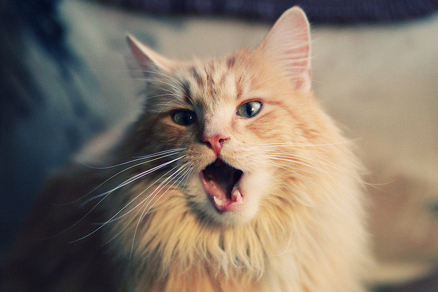 欧洲足坛双星闪耀,拜仁横扫荷兰显霸权,久保建英焦点战证价值