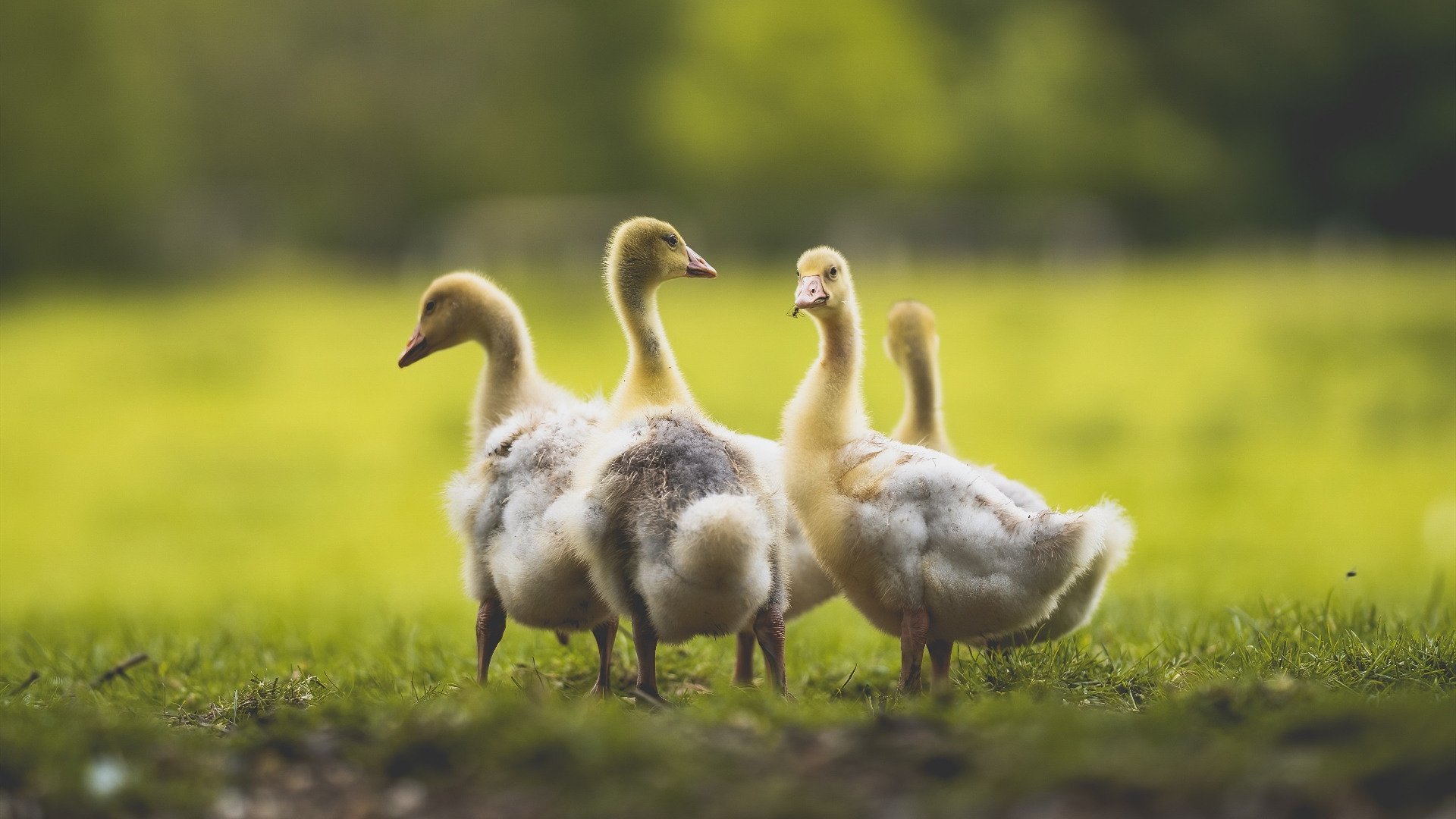 杰伦格林时刻降临CBA!单骑闯关摧毁广厦防线,猛龙客场高奏凯歌