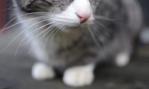 悬念终结者，当门迪让一场险胜的比赛提前失去悬念