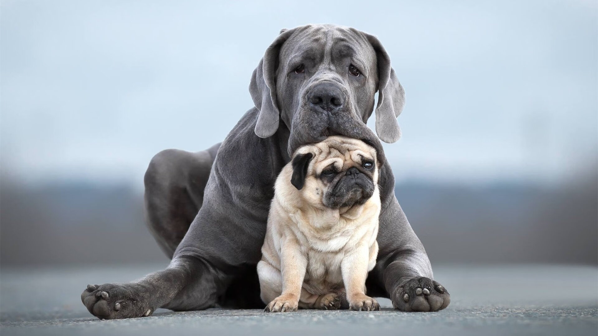 阿圭罗灵魂附体!无名英雄沙姆拉尼导演沙特火力风暴压垮星月军团