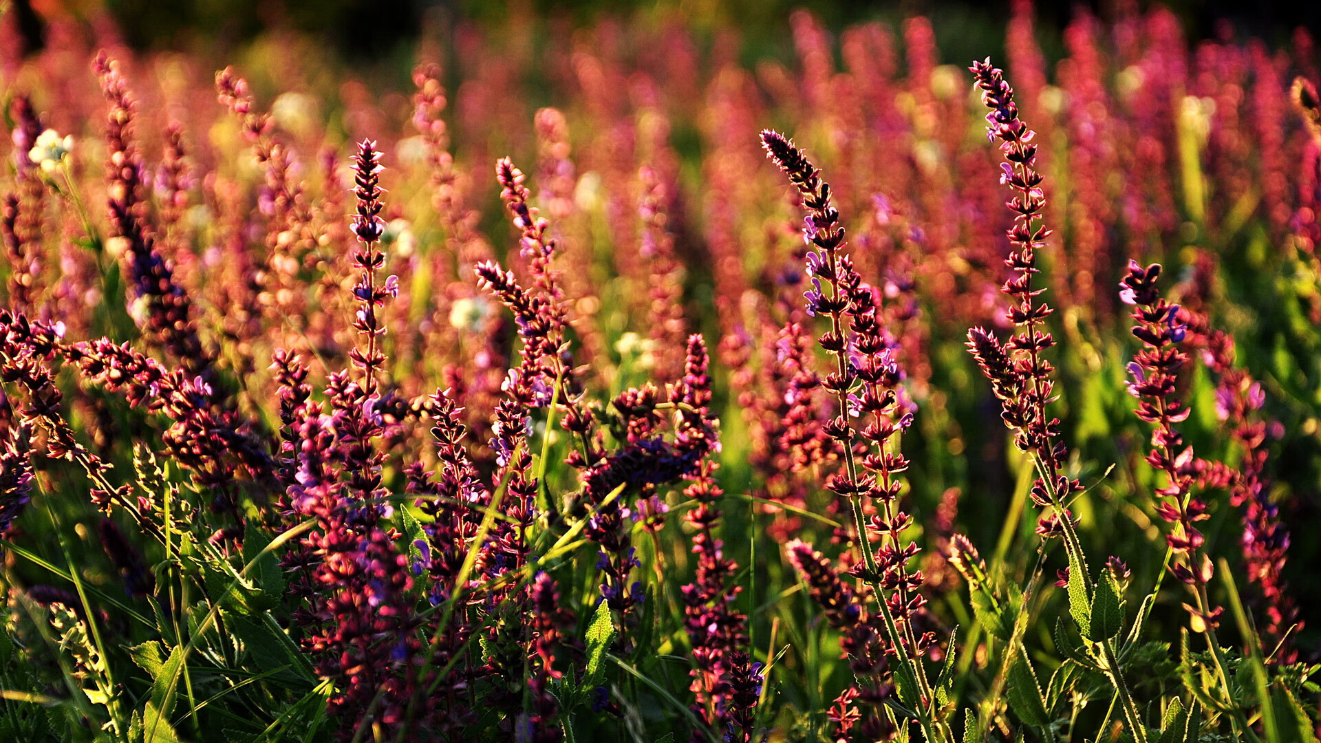 火与火的对决，智利硝石之魂熔断波兰钢铁防线的史诗之夜