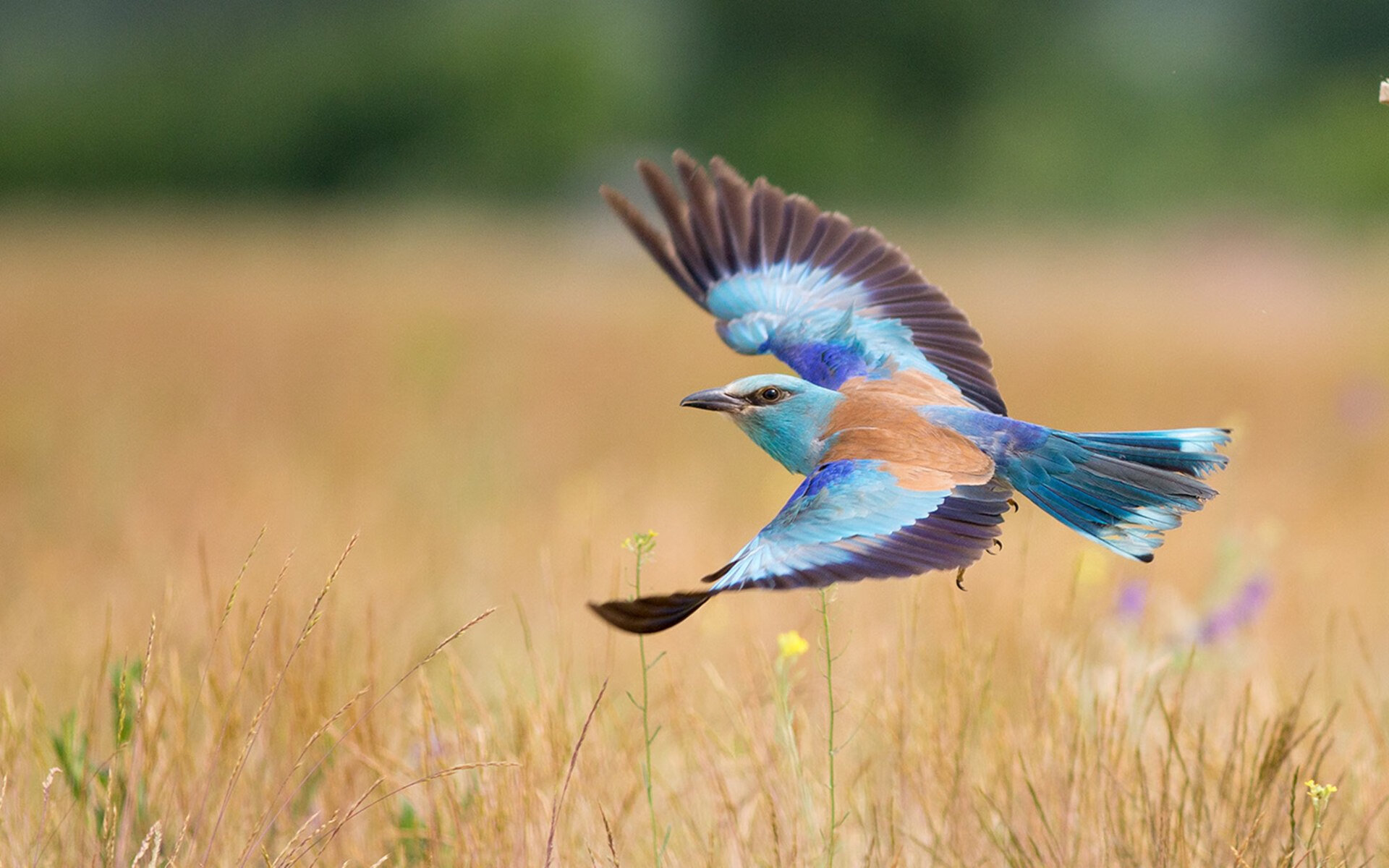 绿茵场上的地缘政治,从伊拉克突围到奥纳纳的不手软