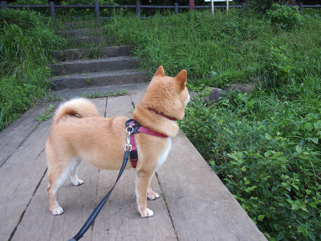 雪落约翰内斯堡，一个错误电话，与伊萨克唯一的关键先生之夜