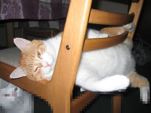 节奏绞杀与终极接管，东契奇如何打破爵士的精密迷宫