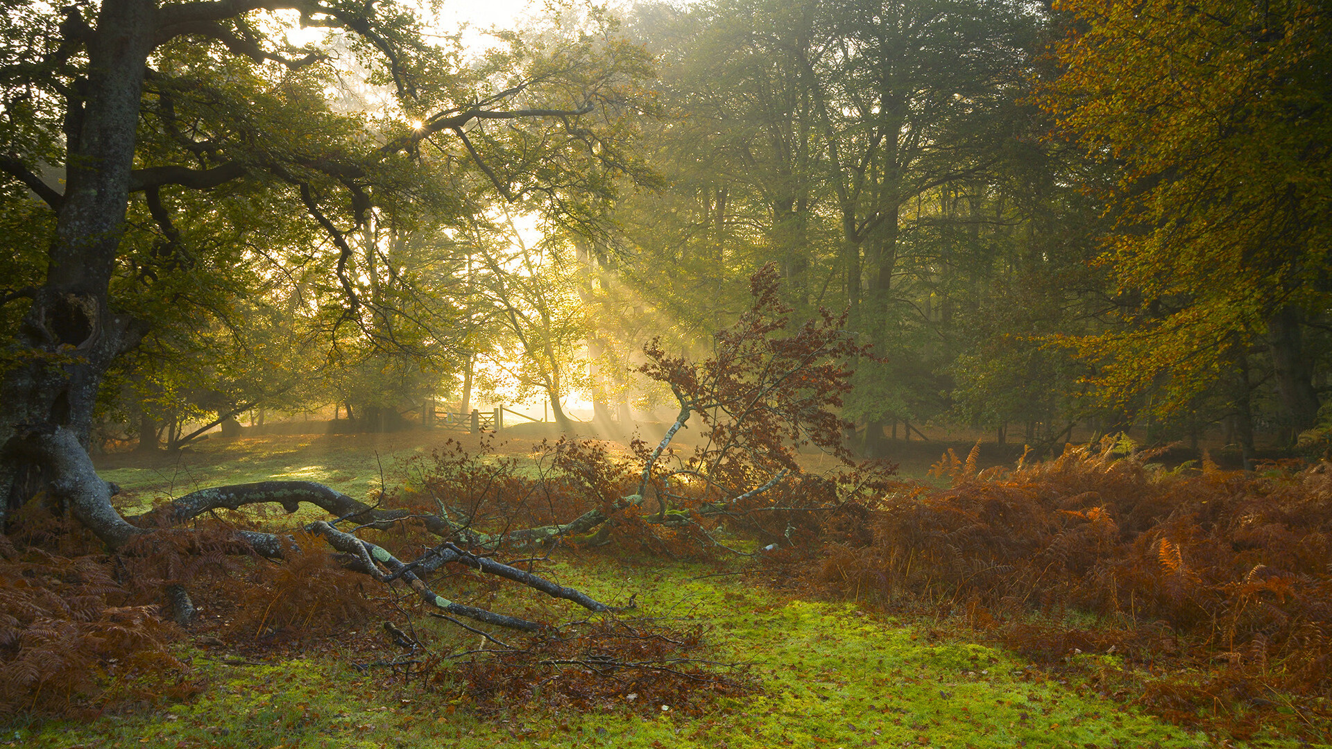 当阿尔及利亚踏平切尔西，格列兹曼于东决接管比赛，体育世界不可预知的奇迹
