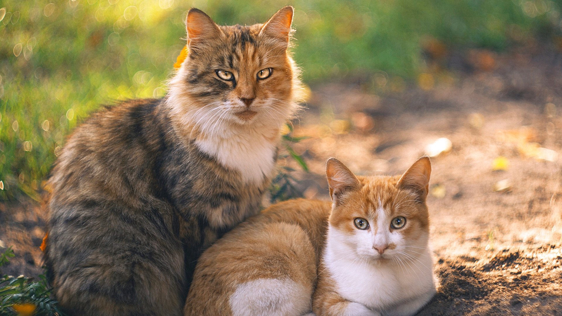 极速心跳，当F1冠军与绝杀哨声在街道赛场交错