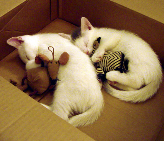 2026世界杯之夜,皮克化身嘴替,用一场解剖秀完成足球评论的暴力革命