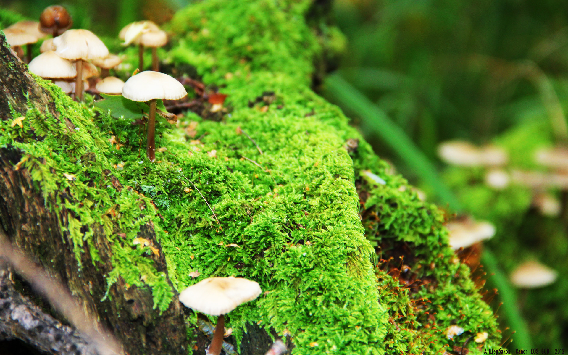 宿敌与新生，当绿军铁血照进欧陆王座