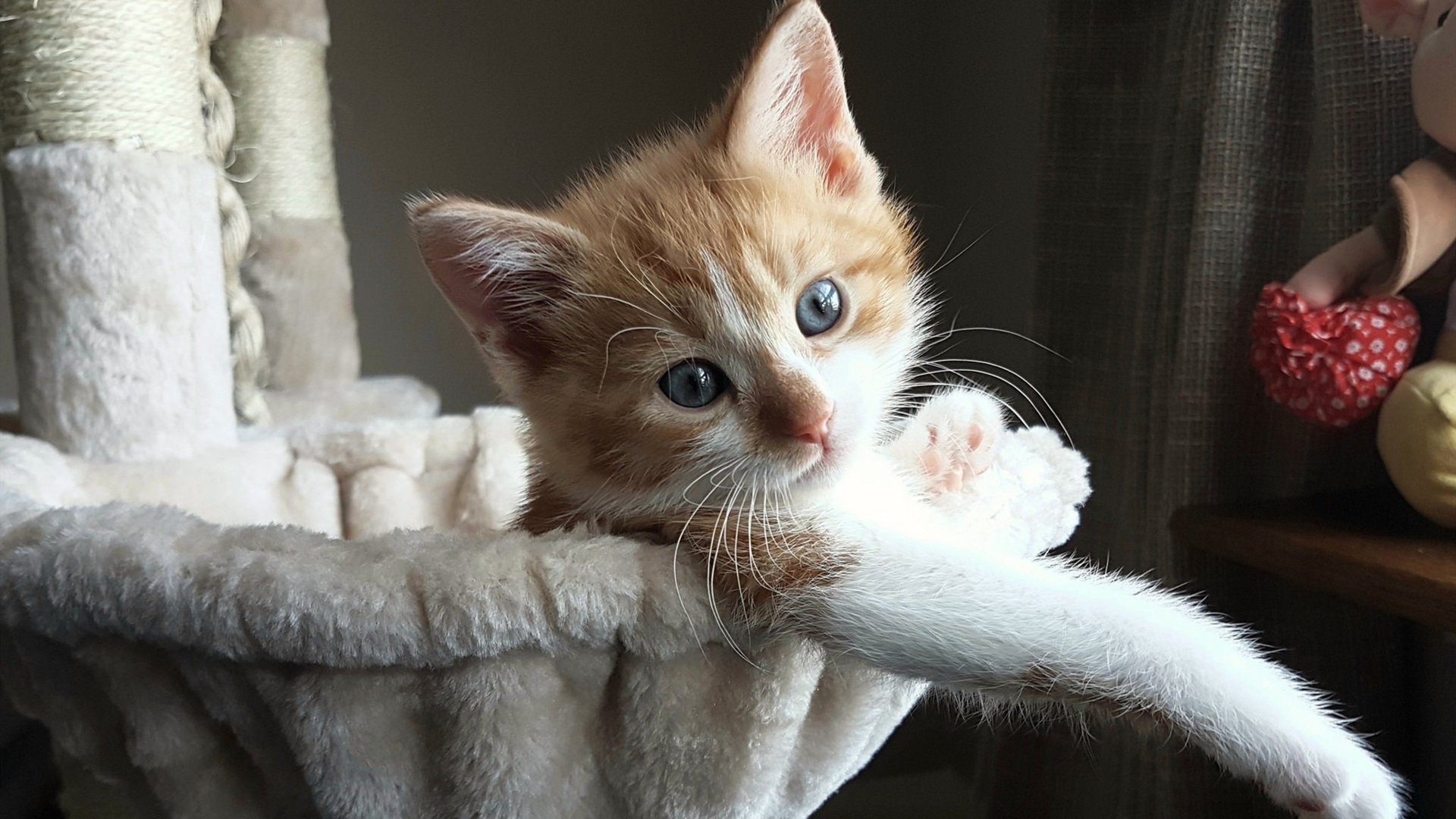 撕裂者与蜂群，保罗如何用手术刀般的传球肢解灰熊防线