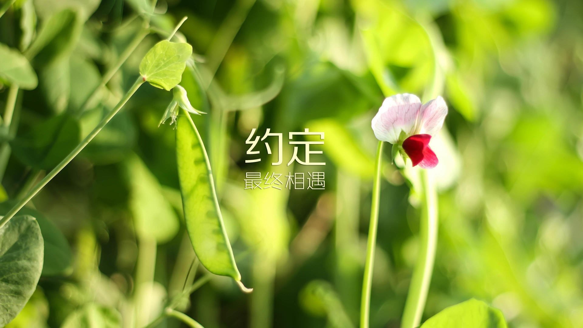 蓝武士的黄昏突袭,2026世界杯B组,日本完胜阿联酋,齐耶赫在沙漠中点亮星光