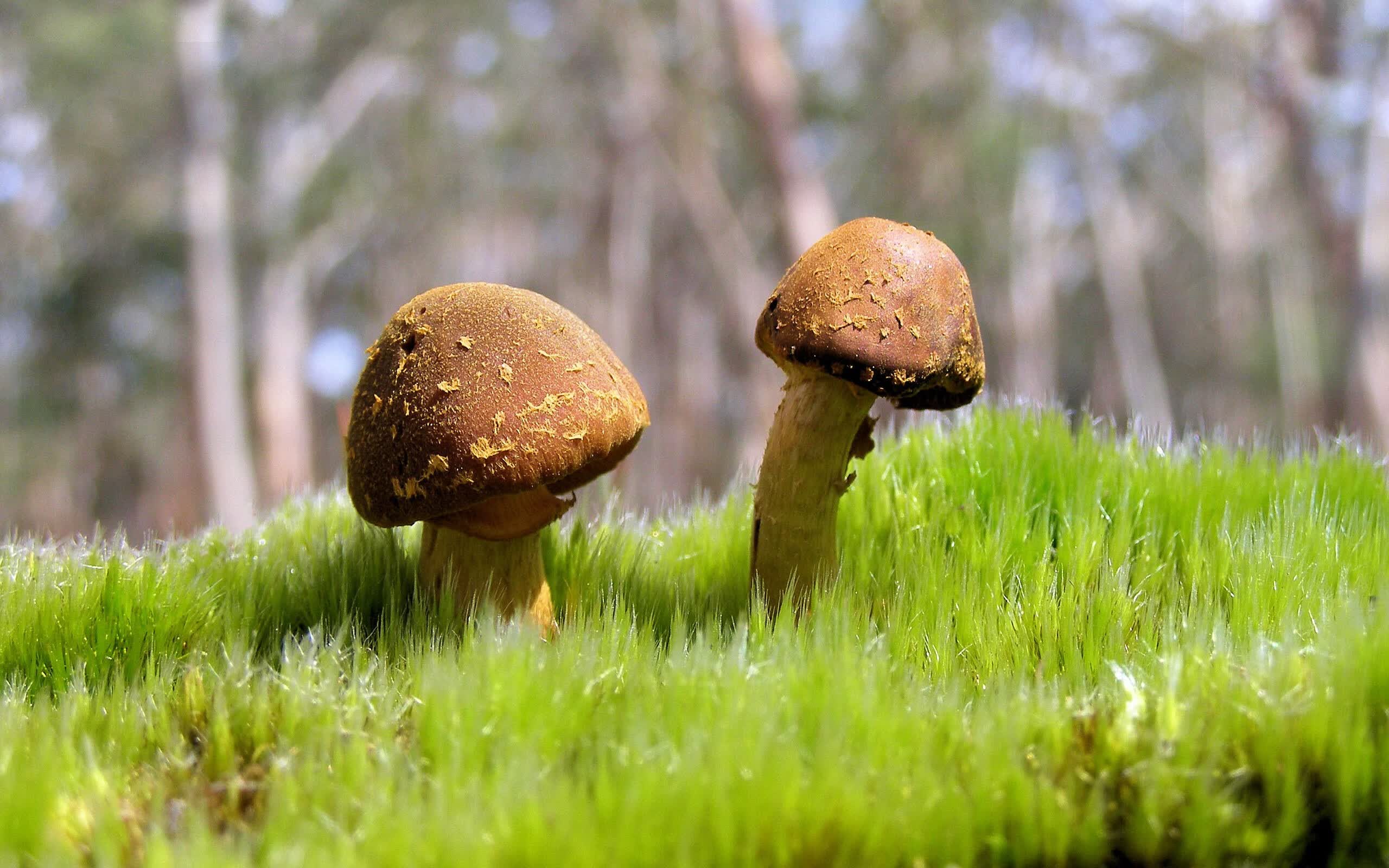 基于这个颠覆性的唯一性设定,标题和文章如下