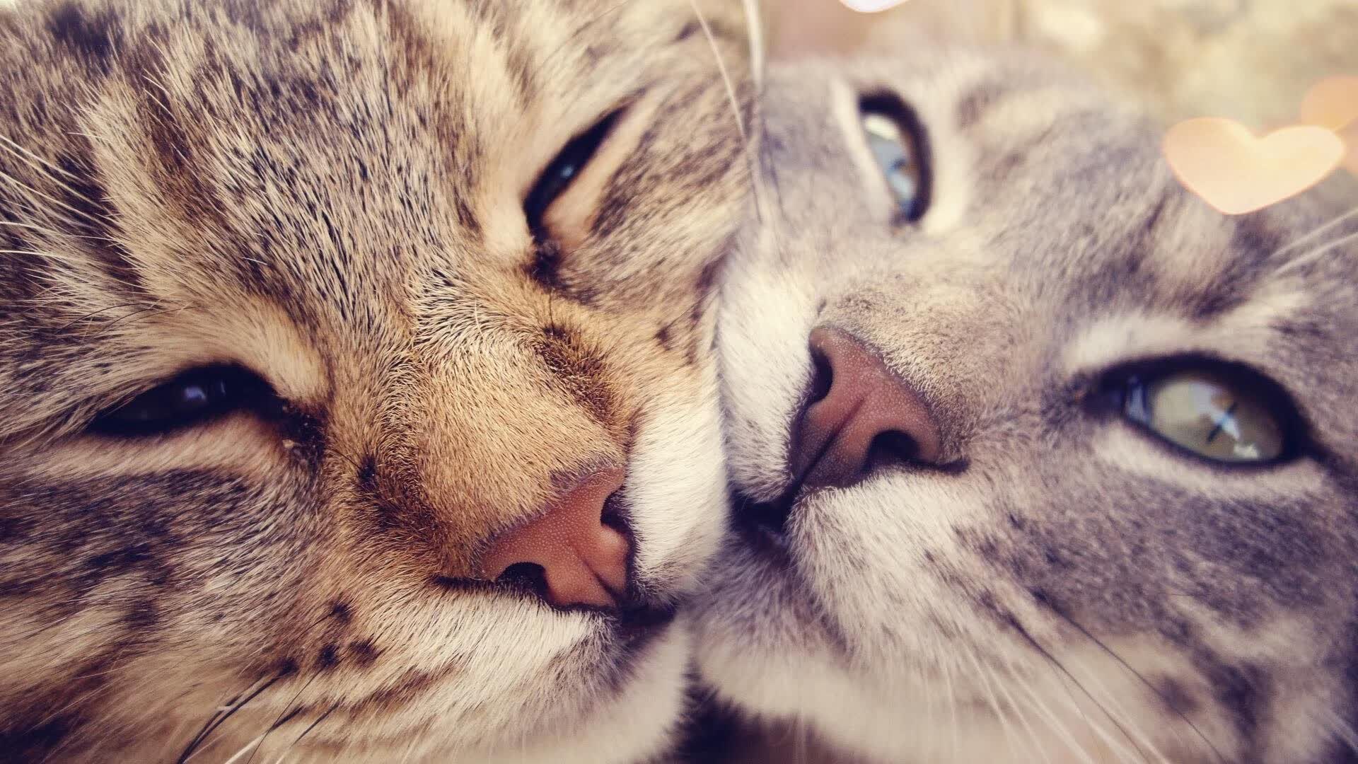 南美雄鹰击碎枫叶梦,厄瓜多尔铁血防线铸就E组第一场冷门,贝林厄姆穿针引线,门神力保胜果