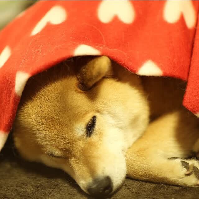 圣西罗的黄昏,都灵城的黎明,迪亚斯与斯洛伐克的唯一之夜